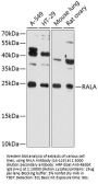 RALA Antibody
