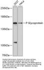 P Glycoprotein Antibody