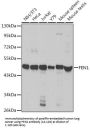 FEN1 Antibody