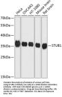 STUB1 Antibody