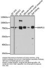 MMP13 Antibody