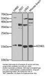 KCNE1 Antibody