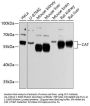 CAT Antibody
