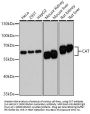 CAT Antibody