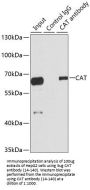 CAT Antibody