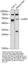 KLRB1 Antibody