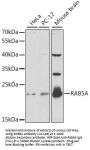 RAB5A Antibody, KO Validated