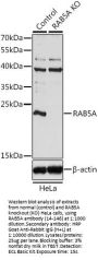 RAB5A Antibody, KO Validated