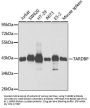 TARDBP Antibody