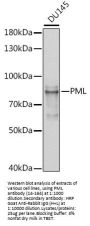PML Antibody, KO Validated