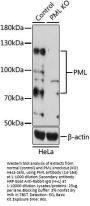 PML Antibody, KO Validated