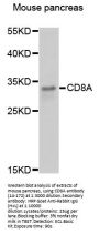 CD8A Antibody