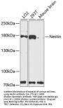 Nestin Antibody