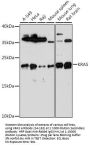 KRAS Antibody