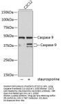Caspase 9 Antibody [A7C3]
