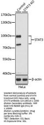 STAT3 Antibody, KO Validated