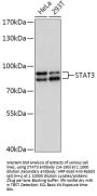 STAT3 Antibody, KO Validated