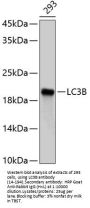 LC3B Antibody