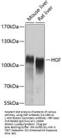 HGF Antibody