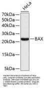 BAX Antibody