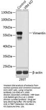 Vimentin Antibody, KO Validated