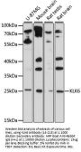KLK6 Antibody