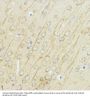 IGF1 Antibody