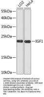 IGF1 Antibody