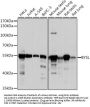 BYSL Antibody