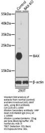 BAX Antibody, KO Validated