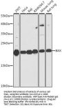 BAX Antibody, KO Validated