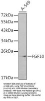 FGF10 Antibody