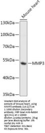 MMP3 Antibody