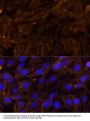 MMP3 Antibody