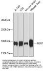 GLG1 Antibody