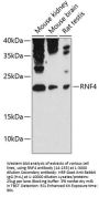 RNF4 Antibody