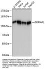 GRIPAP1 Antibody