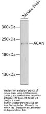 ACAN Antibody