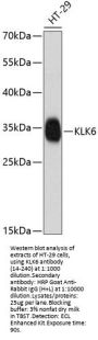 KLK6 Antibody