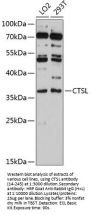 CTSL Antibody