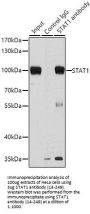 STAT1 Antibody