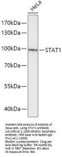 STAT1 Antibody