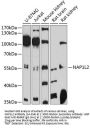 NAP1L2 Antibody