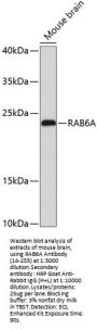 RAB6A Antibody