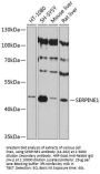 SERPINE1 Antibody