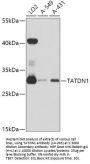 TATDN1 Antibody