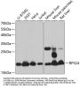 RPS24 Antibody