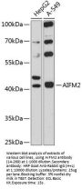 AIFM2 Antibody