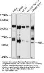 NET1 Antibody