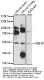 PDE7B Antibody